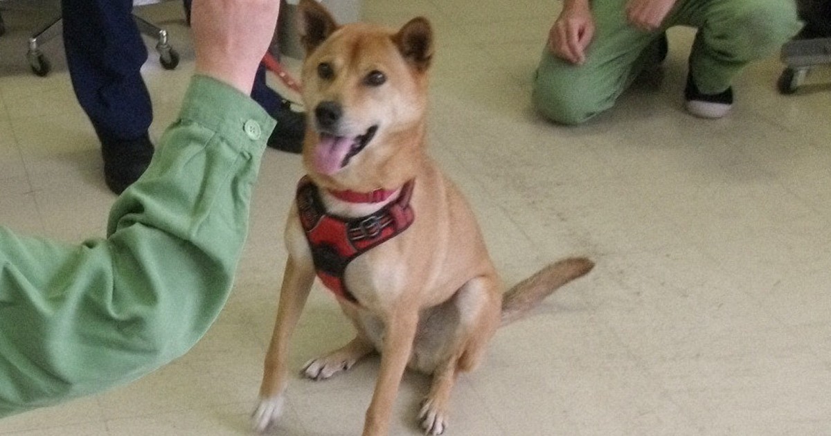 phạm-nhân-chăm-sóc-chó-trong-trại-giam