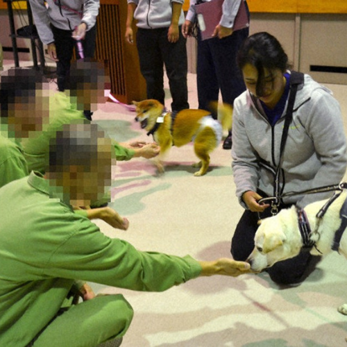 Những chú chó bị bỏ rơi giúp “cải hóa” phạm nhân tại Nhật Bản