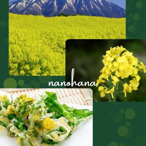 Hoa cải dầu nanohana: rực rỡ sắc vàng, đong đầy hương vị thiên nhiên