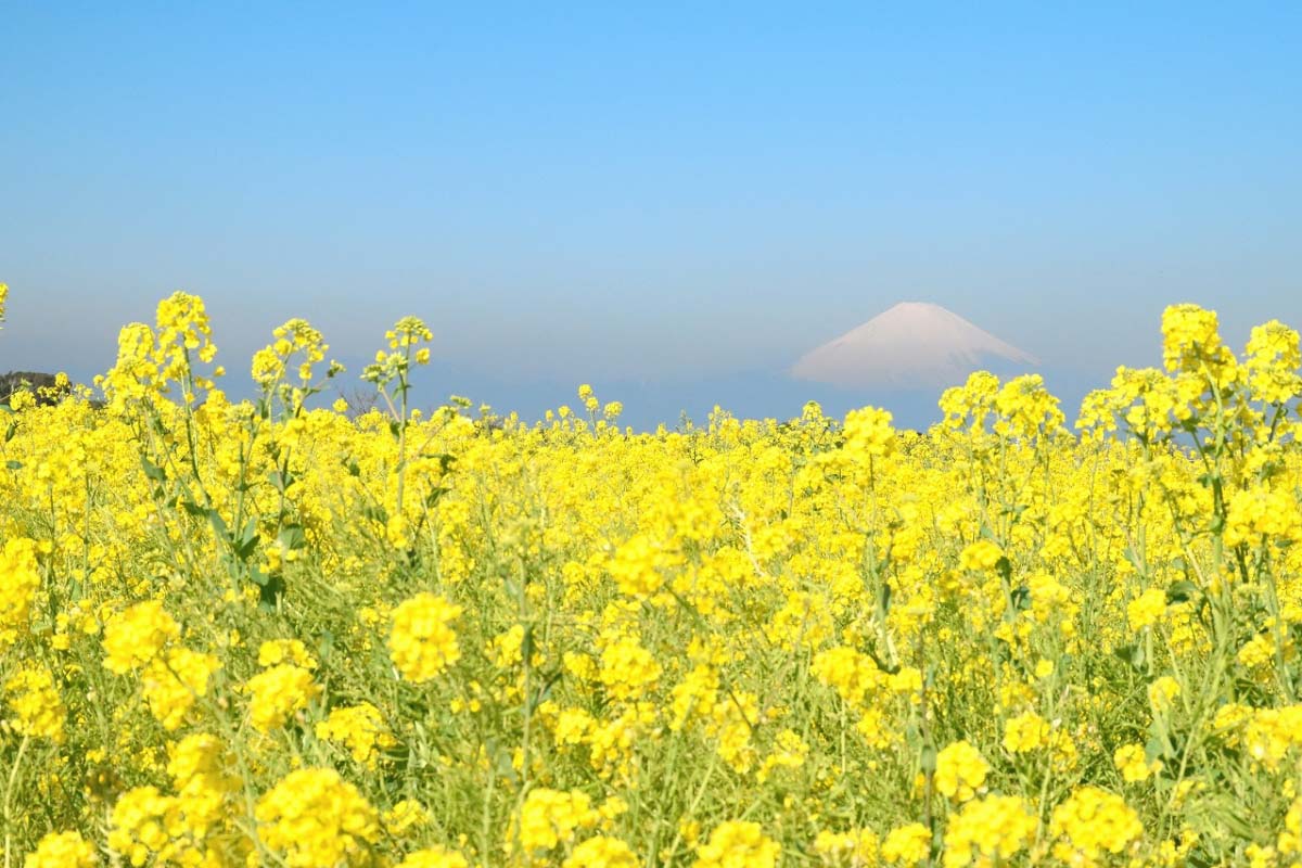 Công viên Nagai Uminote