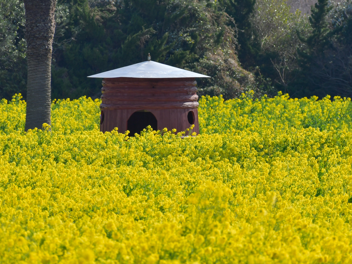 Vườn hoa cải dầu Irago