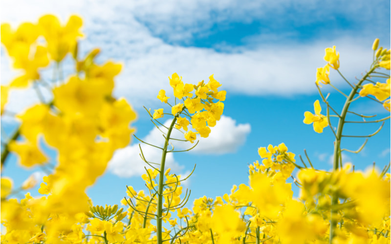 Hoa cải dầu nanohana: rực rỡ sắc vàng, đong đầy hương vị thiên nhiên