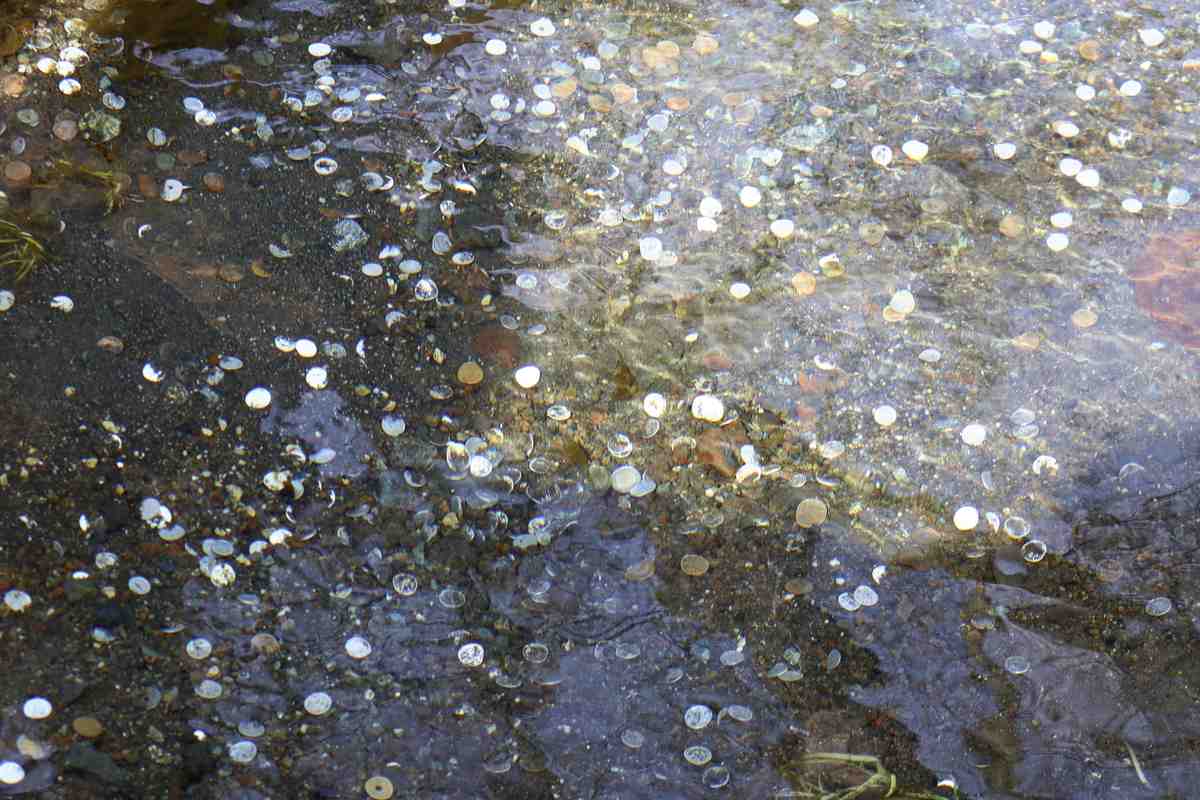 đồng-xu-dưới-hồ-oshino-hakkai