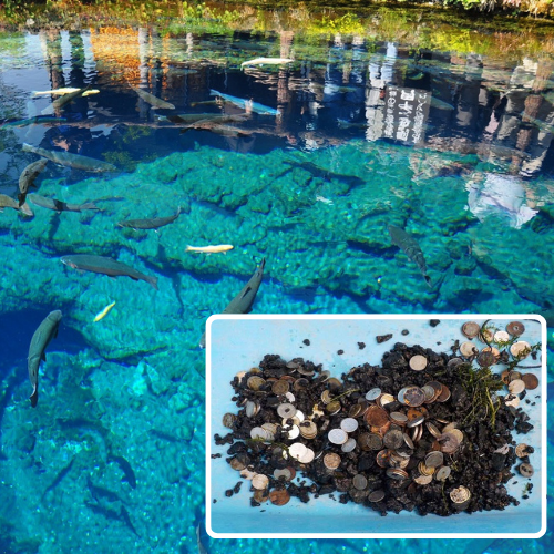 Di sản thiên nhiên ở Nhật Bản kêu cứu vì bị “ngập” tiền xu