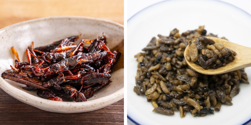 tsukudani châu chấu và nhộng ong