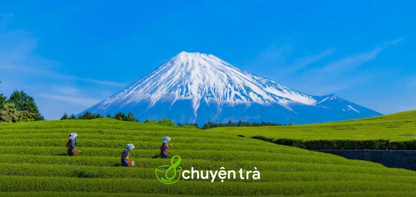 Hành trình làm ra matcha - tinh túy trà Nhật Bản