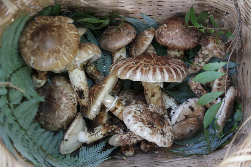 matsutake
