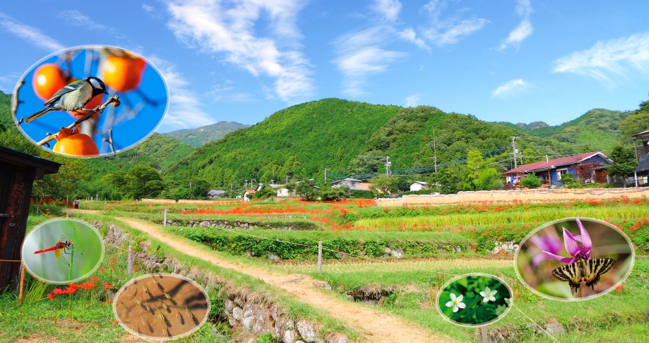 satochisatoyama