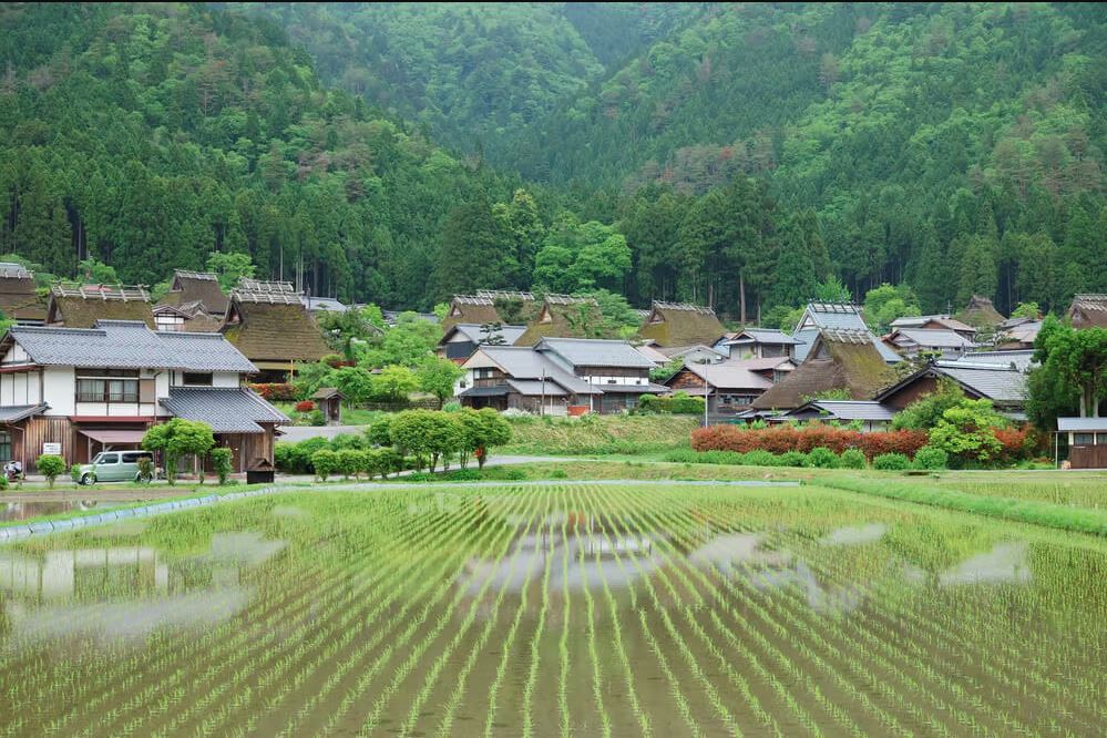 ruộng lúa