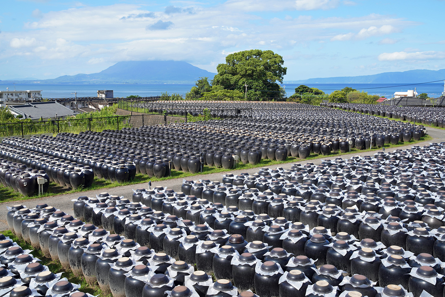 cánh-đồng-giấm-đen-kagoshima