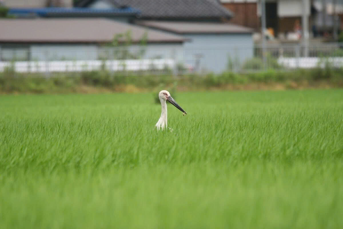 toyooka