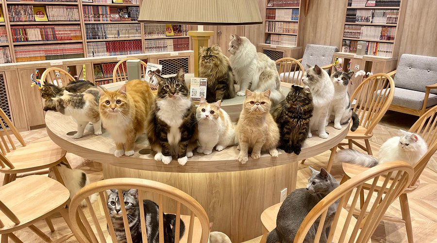 cafe-mèo