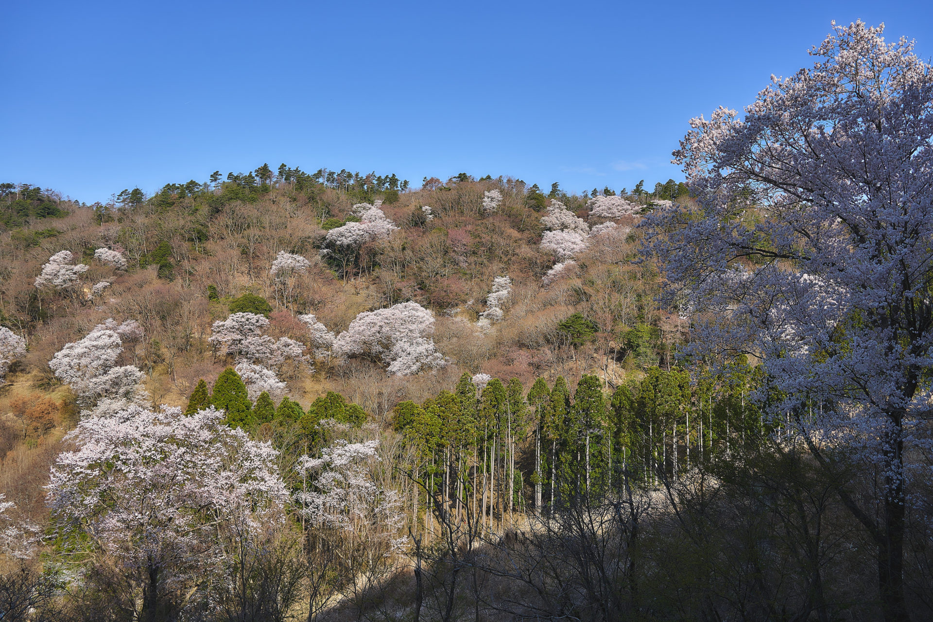 sakura