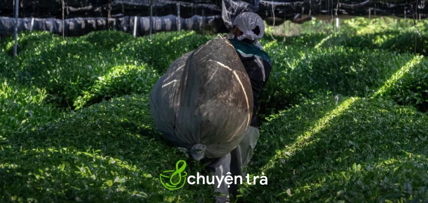 Khám phá các giống trà matcha nổi tiếng của Nhật Bản