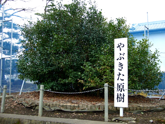 yabukita-cay-me