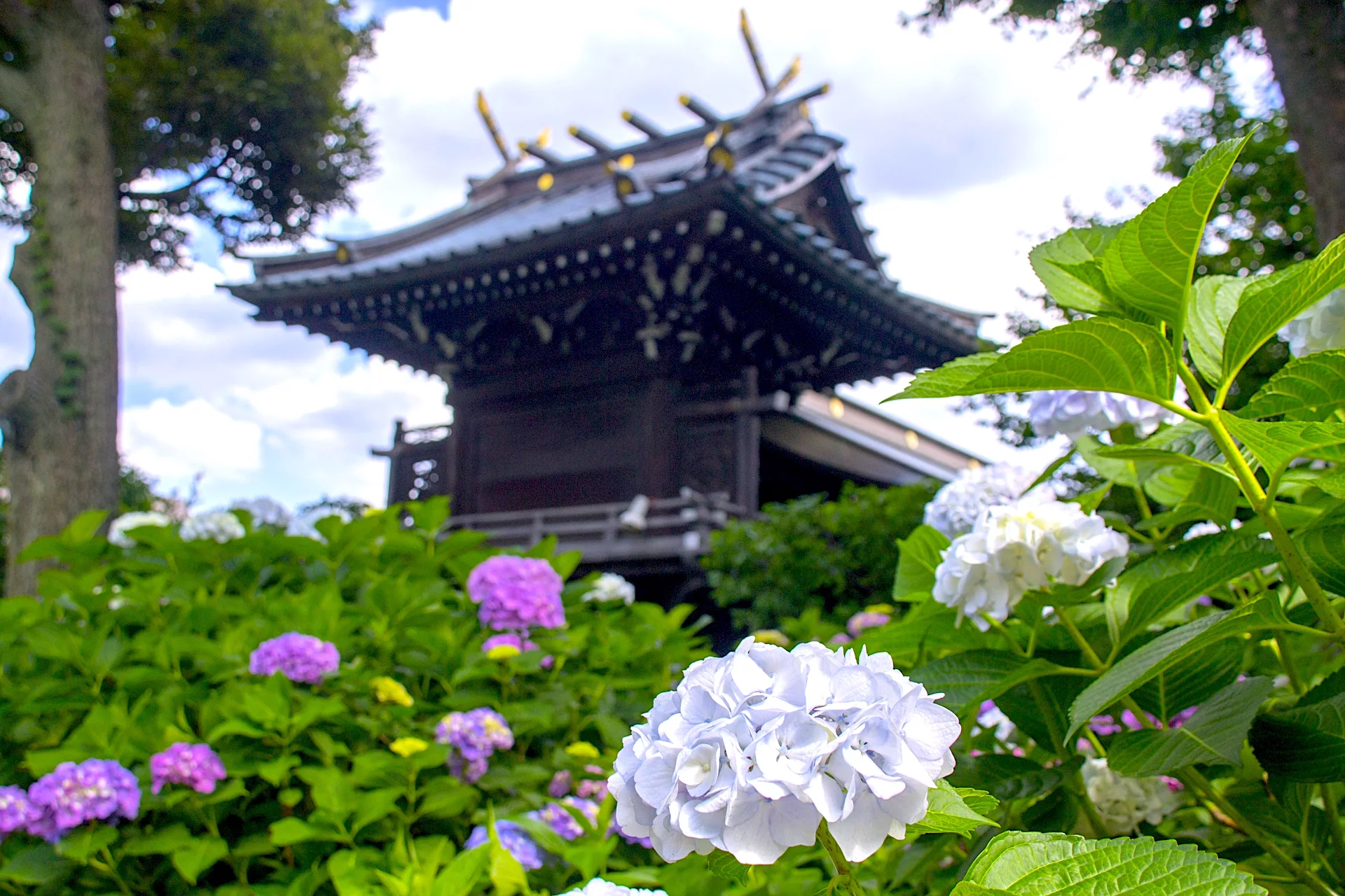 bunkyou-ajisai-matsuri