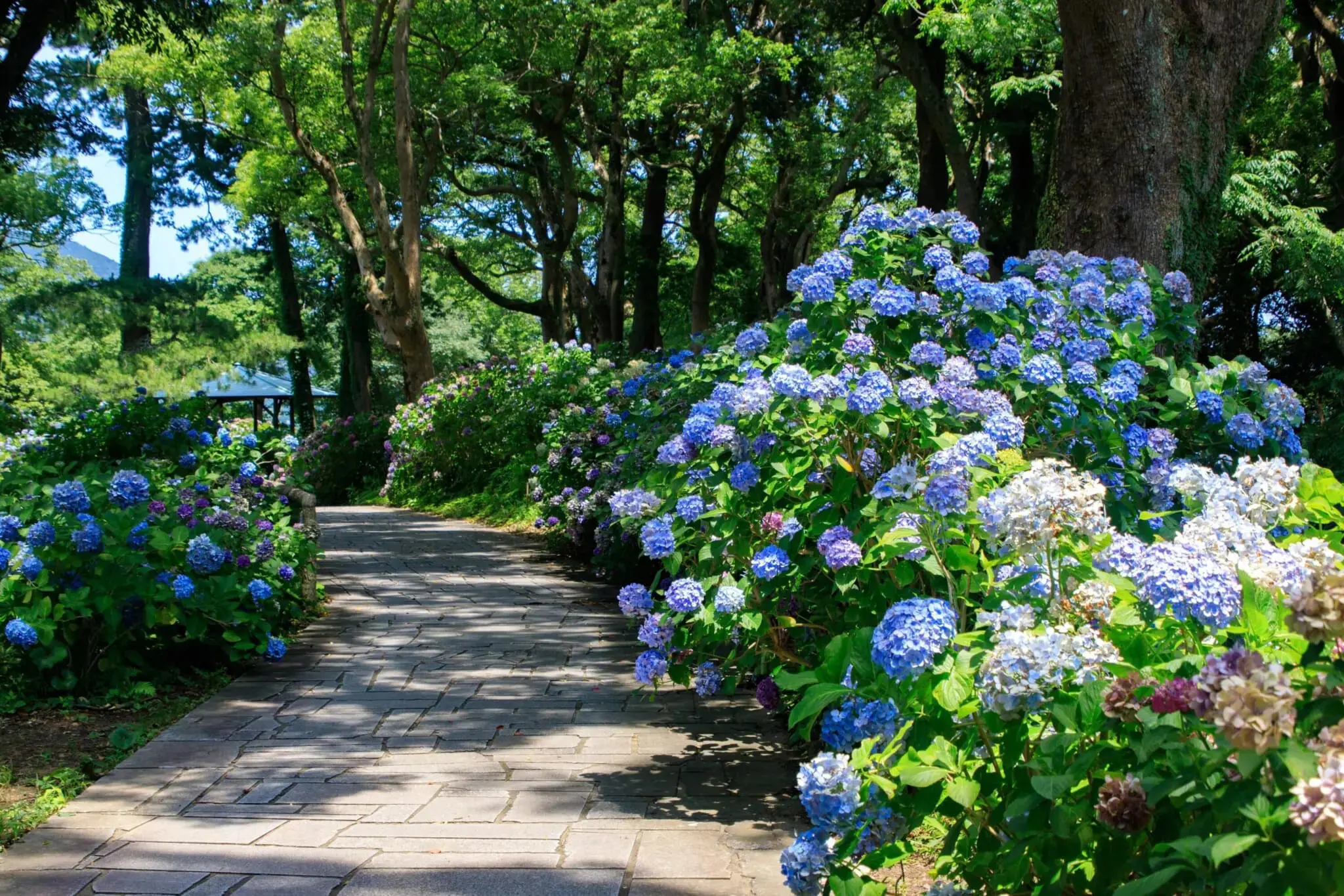 minamisawa-hydrangea