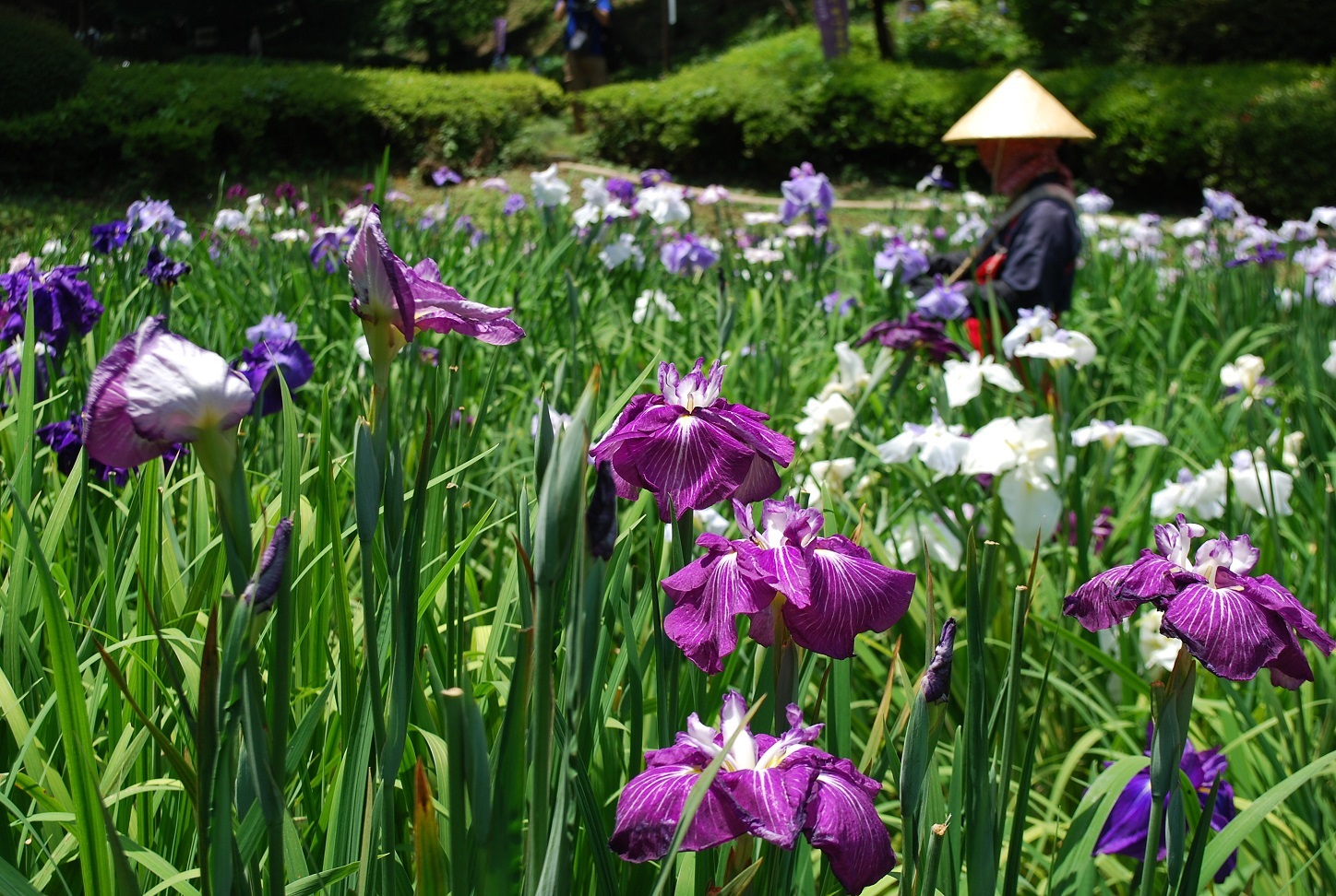 dien-vĩ-yakushiike