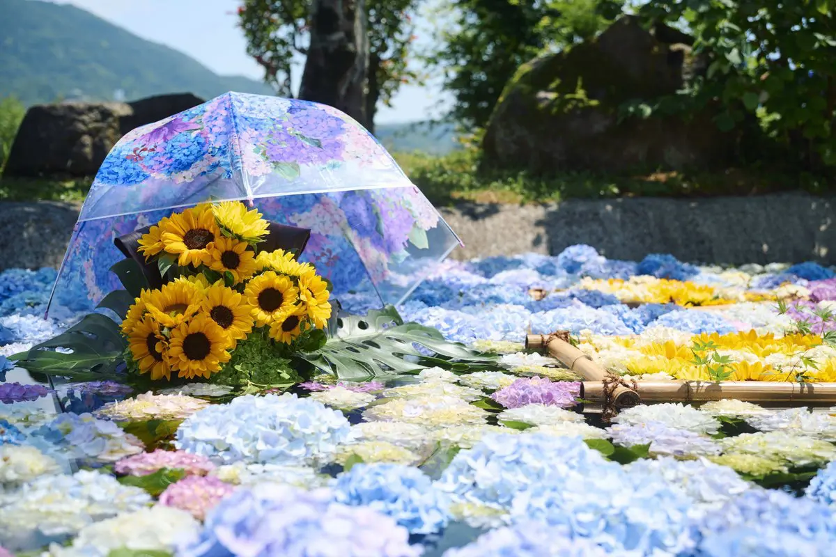 Kaisei-Town-Hydrangeas