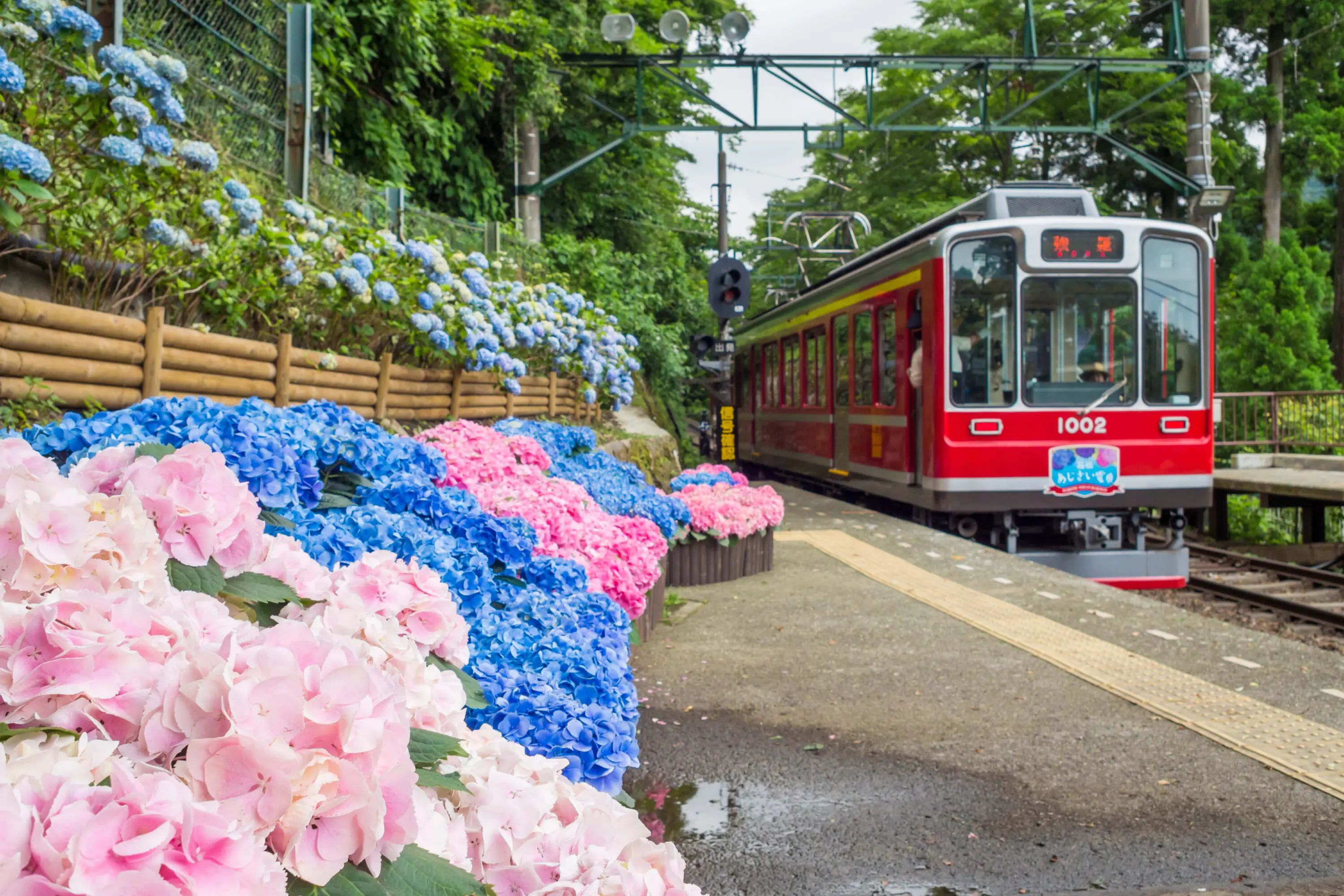 Hakone-Tozan-Railway-Hydrangea