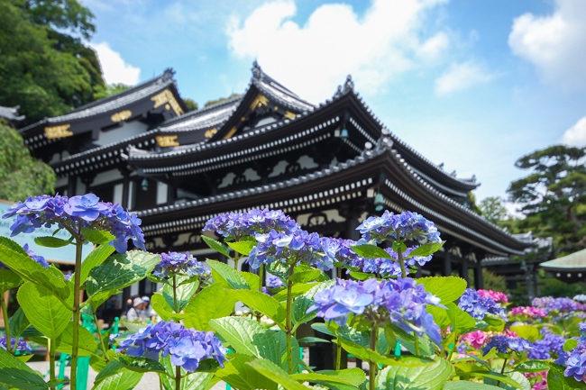 hasedera-ajisai