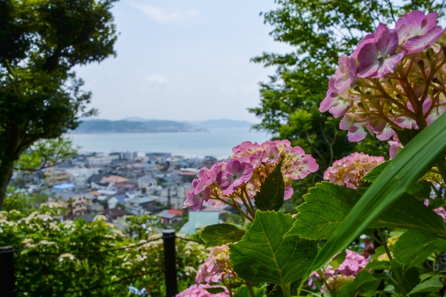 hasedera-ajisai-2
