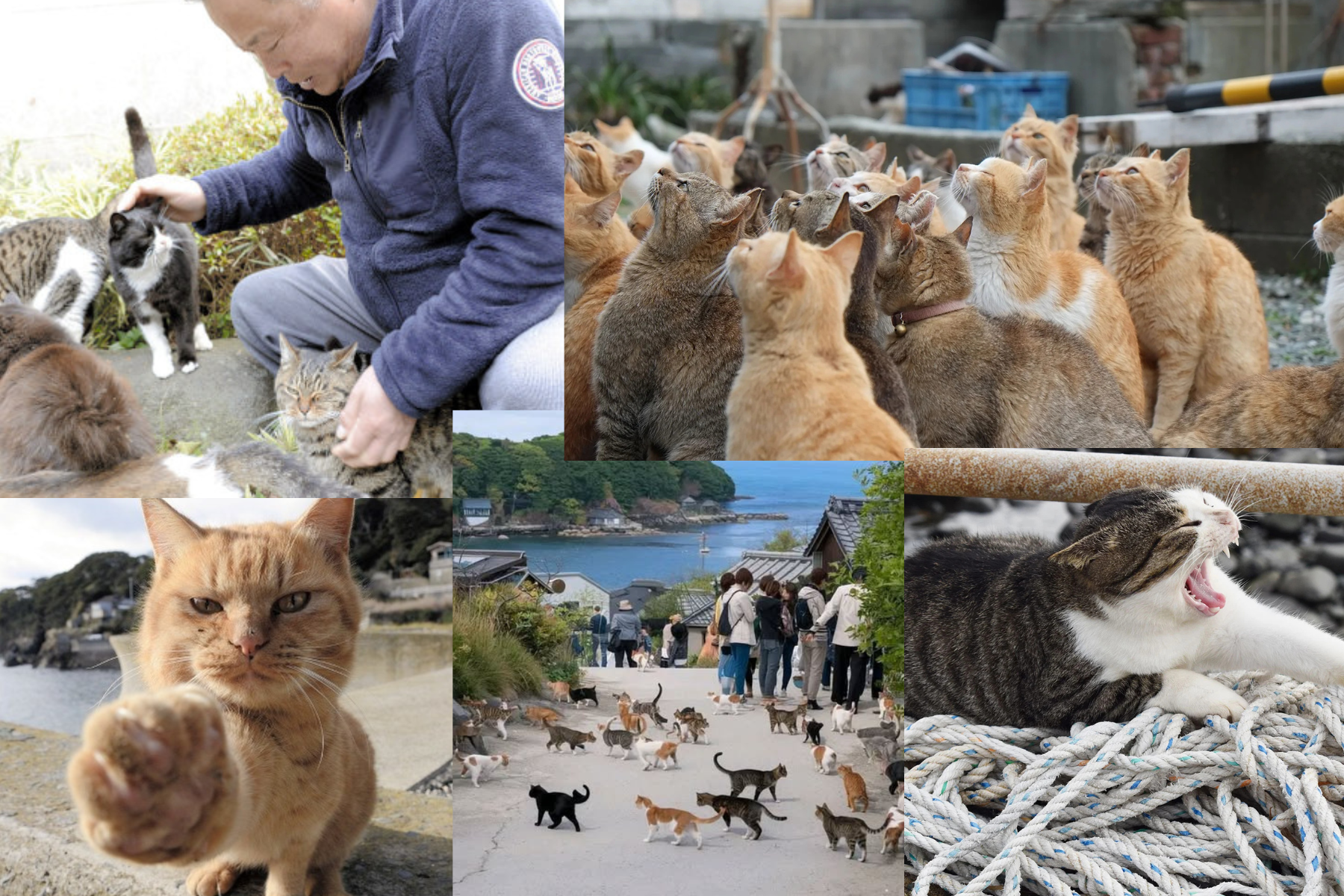 đảo-mèo-tashirojima