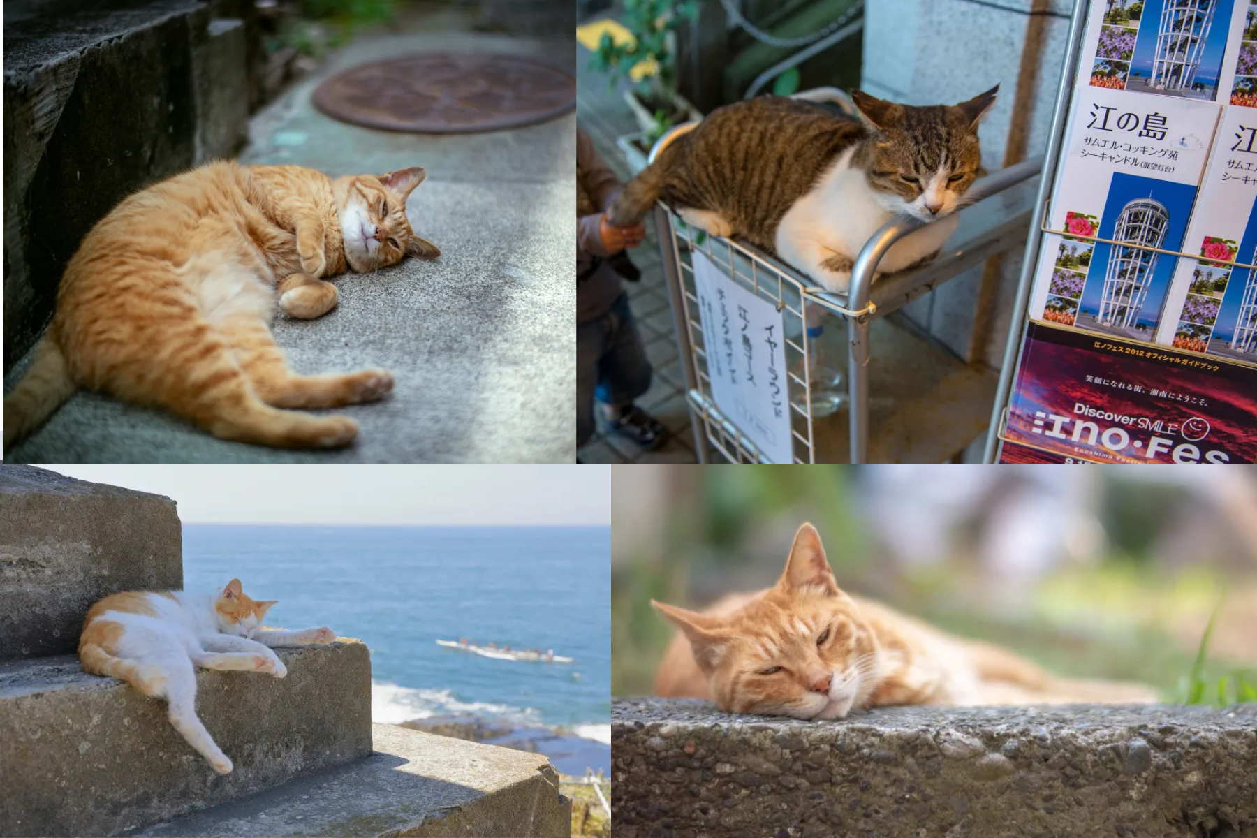 đảo-mèo-enoshima