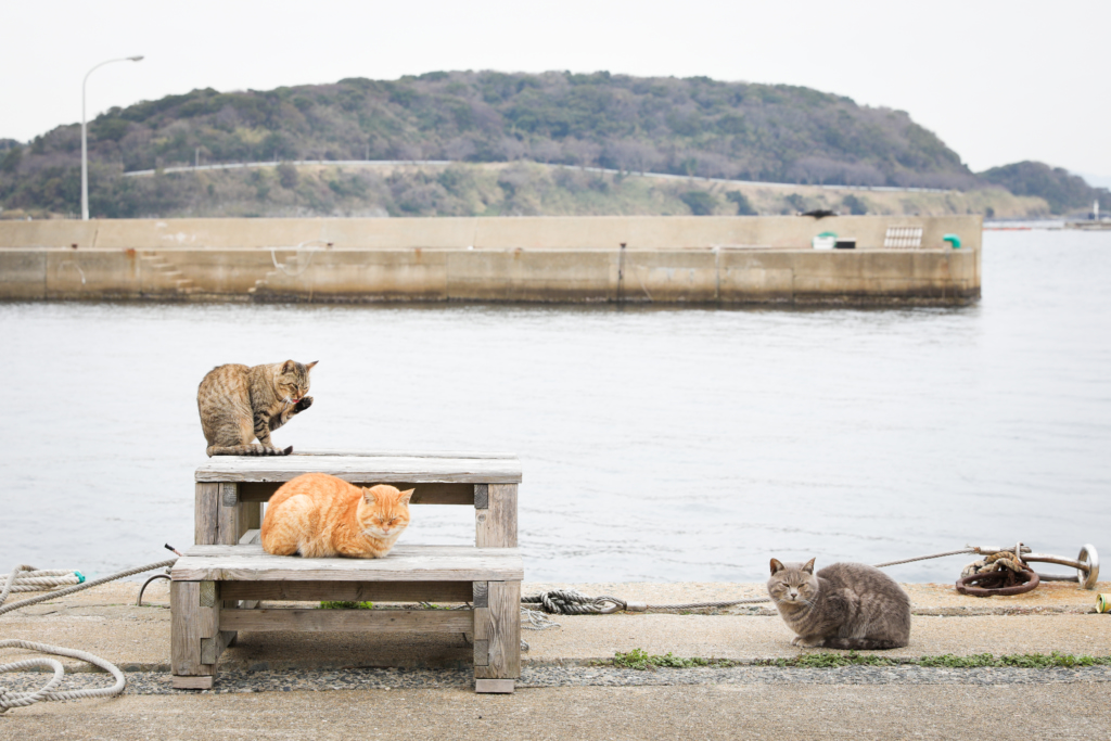 ainoshima-shingu