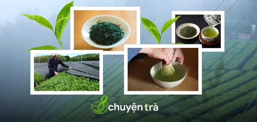 Khám phá những vùng trồng trà trứ danh của Nhật Bản
