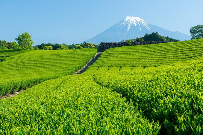 shizuoka