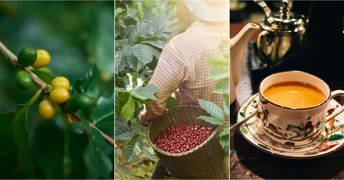 Canh tác cà phê ở Nhật: ít nhưng "chất"
