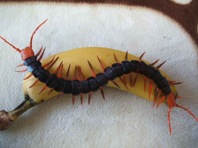 mukade