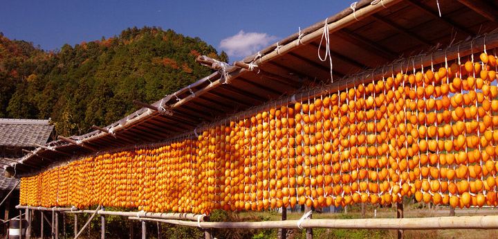 hoshigaki-persimmon-drying-720
