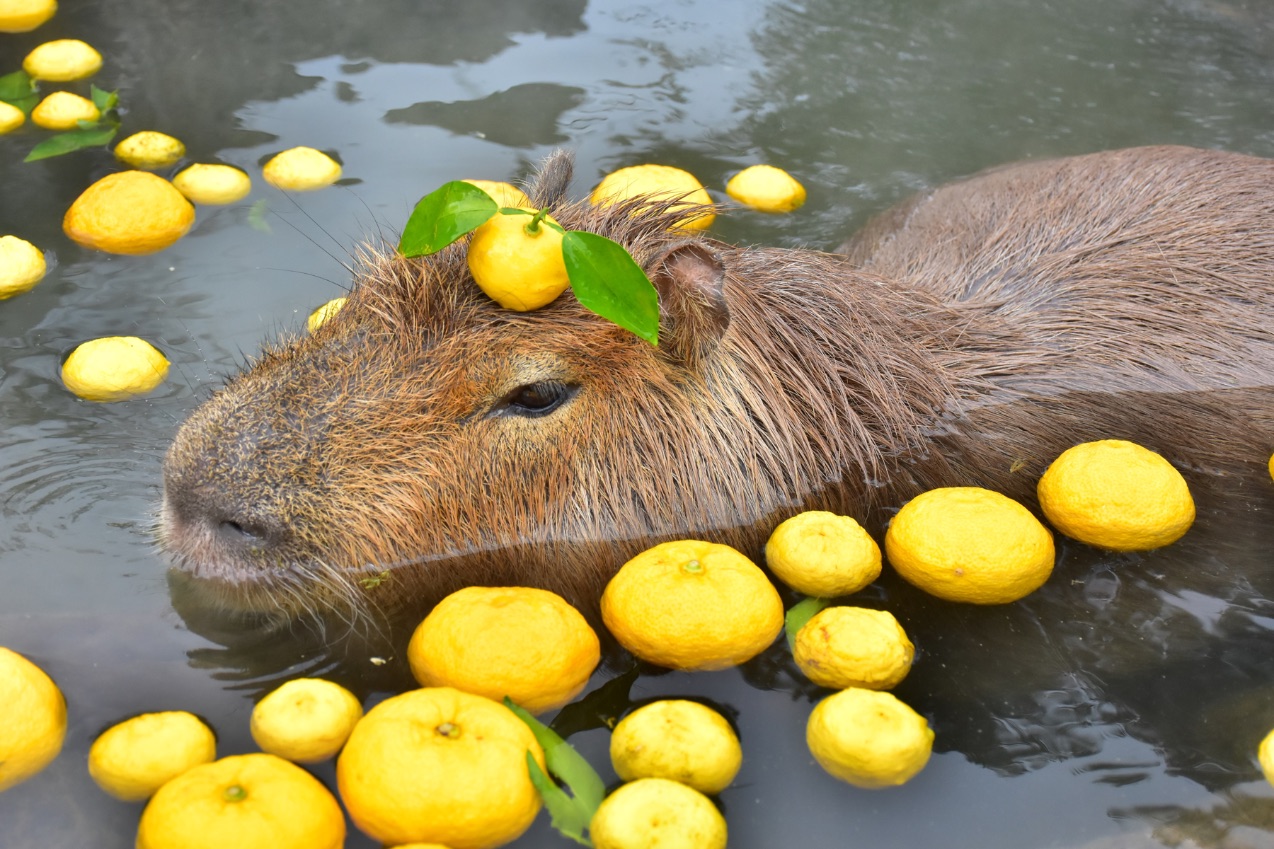 yuzu-bath
