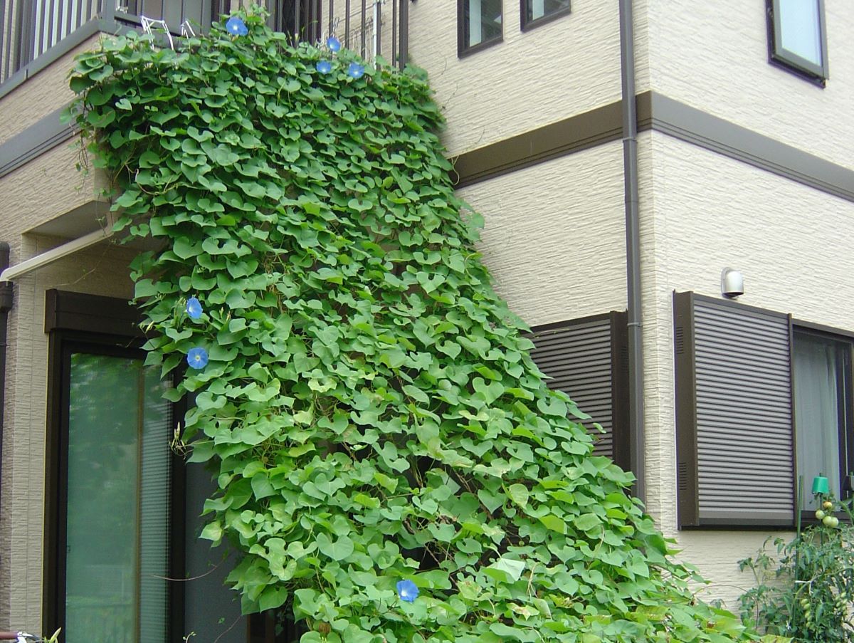 asagao