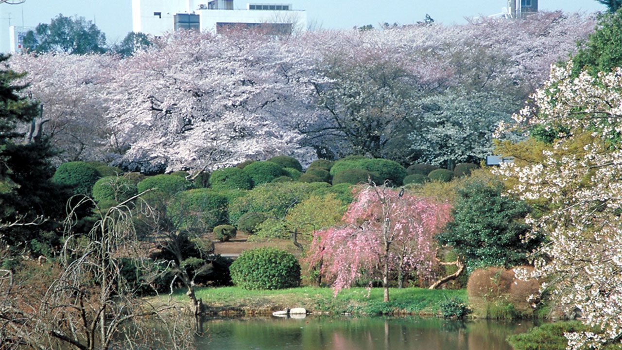 shinjuku-gyoen