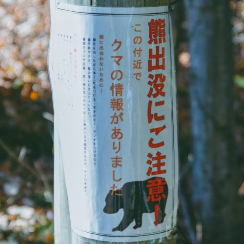 Tokyo dự kiến dỡ bỏ lệnh cấm săn bắt gấu kể từ tháng 04/2027