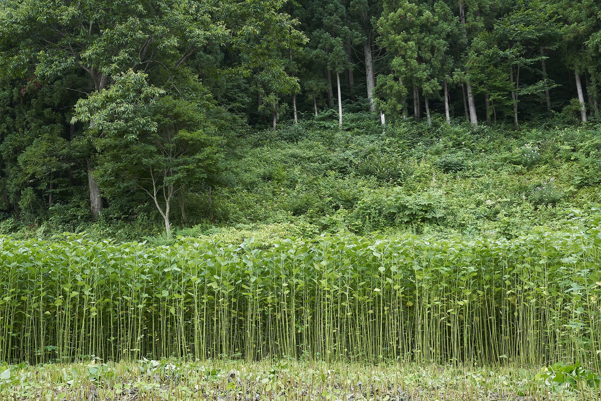 canh-dong-karamushi