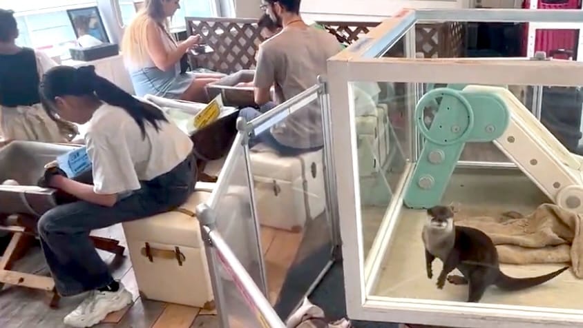 Otter-in-glass-box-animal-cafe
