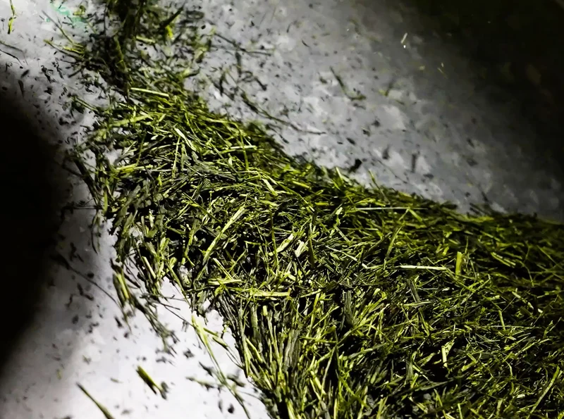 Kuradashi-Tea