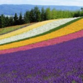 Mùa hè đã đến Hokkaido 