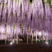 Tochigi, nơi thời gian ngưng đọng 