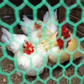 Phát hiện dịch cúm gia cầm ở tỉnh Kagawa