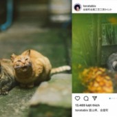 Mê mẩn hình ảnh đầy thi vị của những chú mèo ở nông thôn Nhật Bản