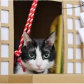 "Ngôi đền" Thần đạo từ giấy bìa cứng dành cho mèo cưng