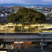 Nhà ga Nhật Bản xây dựng quanh cây cổ thụ 700 năm tuổi