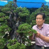 Masahiko Kimura - bậc thầy Bonsai Nhật Bản