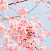 Top 5 điểm ngắm hoa anh đào nhiều người Nhật muốn đến nhất