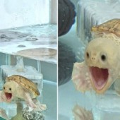 Chú rùa với biểu cảm kinh ngạc gây bão trên Twitter